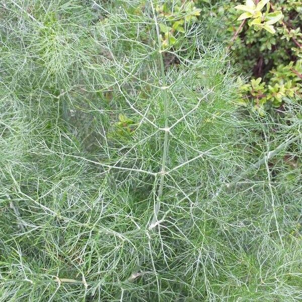 Foeniculum vulgare Leaf