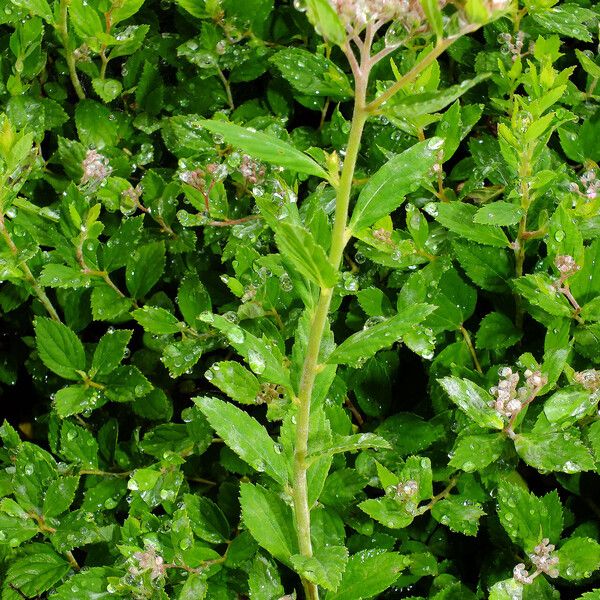 Spiraea japonica Leaf