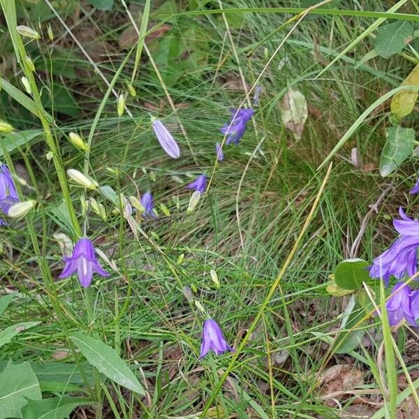 Campanula rotundifolia Λουλούδι