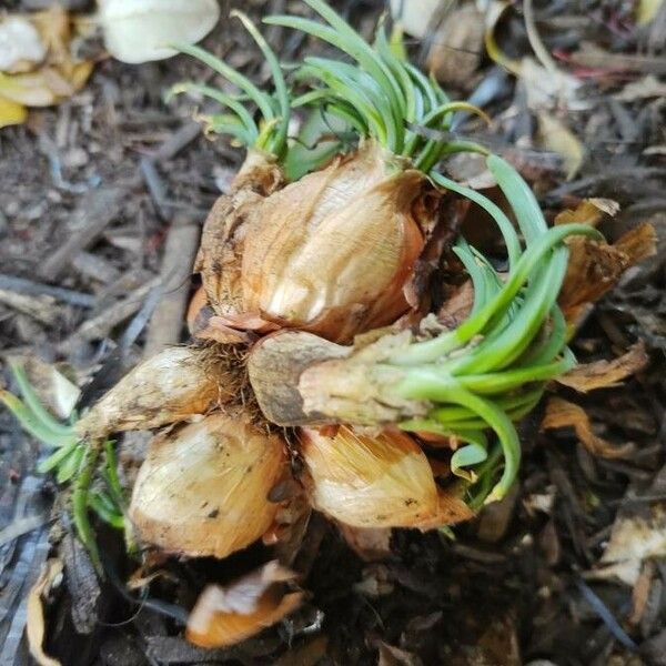 Allium cepa Feuille