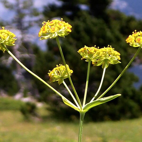 Bupleurum ranunculoides Fleur