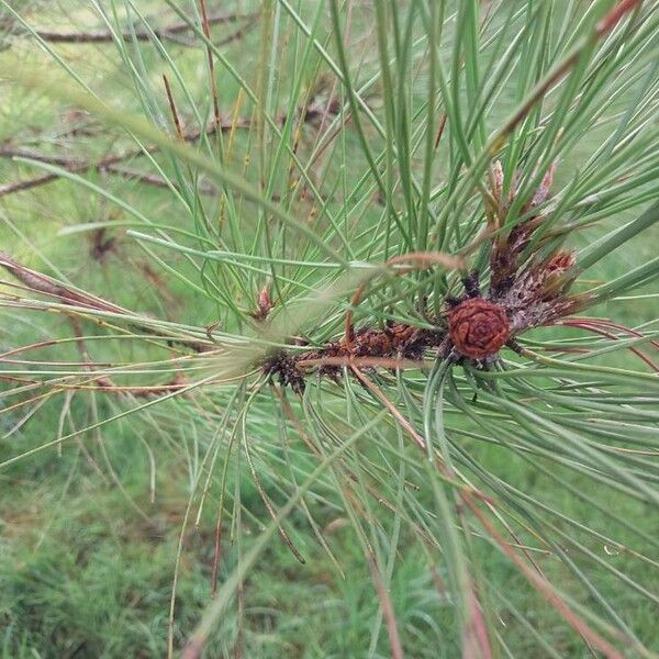 Pinus ponderosa その他の提案