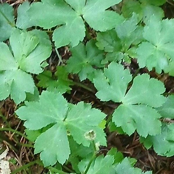 Sanicula europaea Leaf