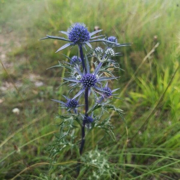 Eryngium bourgatii Kvet