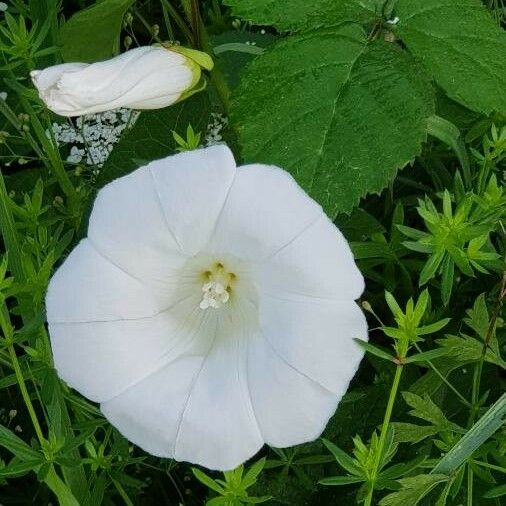 Calystegia sepium Kwiat
