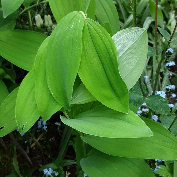 Polygonatum latifolium Leaf