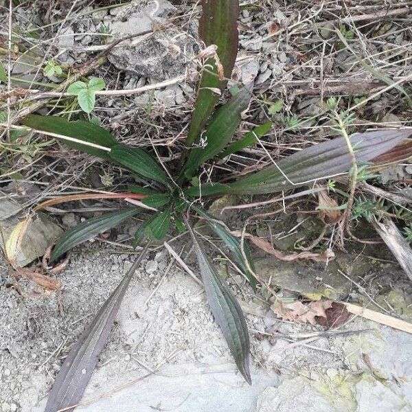 Plantago lanceolata Blatt