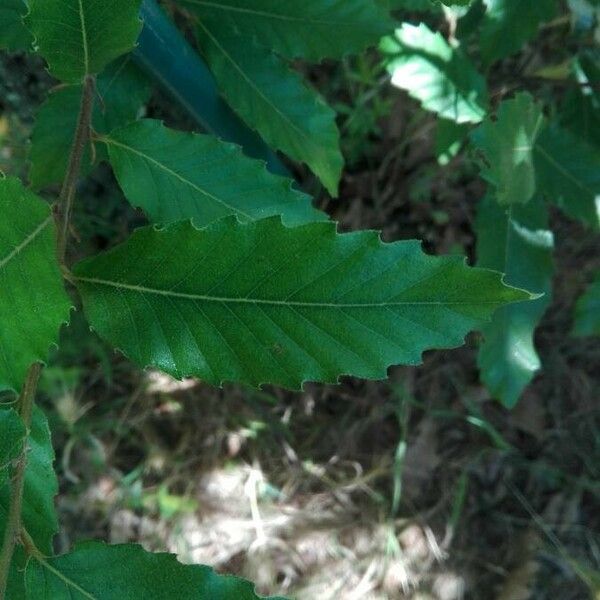 Quercus castaneifolia ഇല