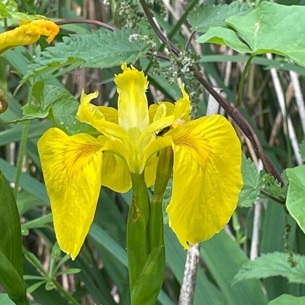 Iris pseudacorus Цвят