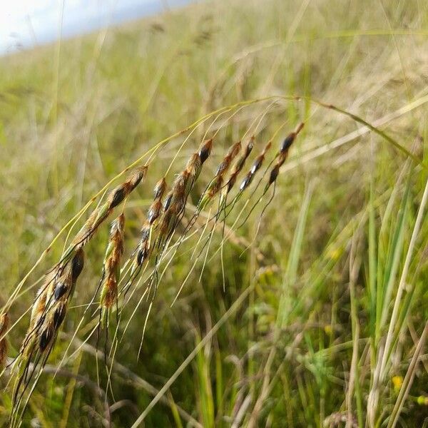 Sarga purpureosericea Flors