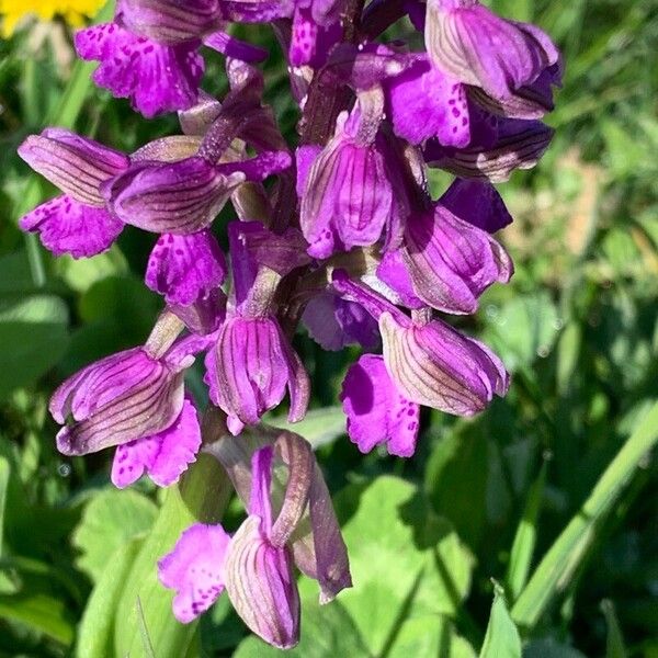 Anacamptis morio Blomst