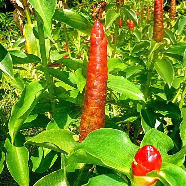 Zingiber zerumbet Flower