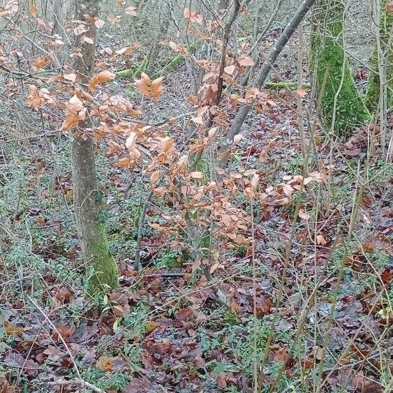 Fagus sylvatica Habit