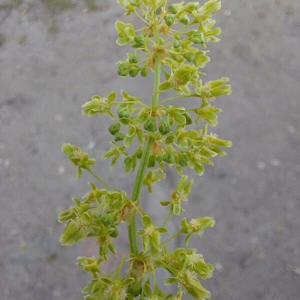 Rumex confertus Floro