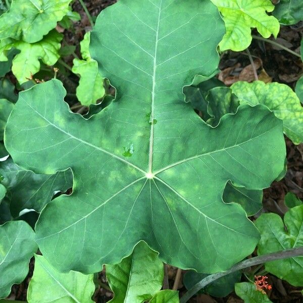 Jatropha podagrica Лист