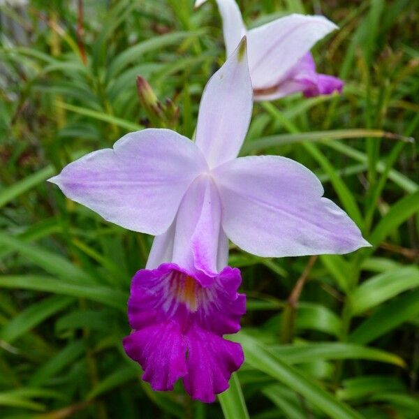 Arundina graminifolia 花