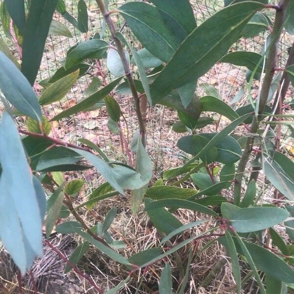 Eucalyptus coccifera 叶