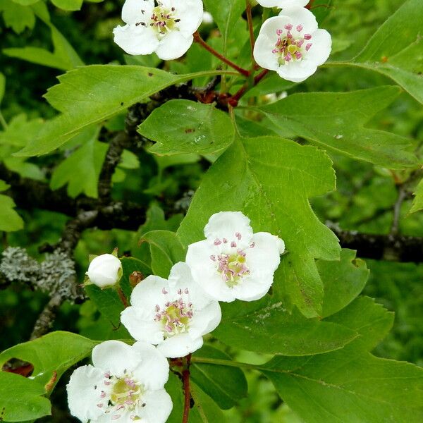 Crataegus monogyna Blomst