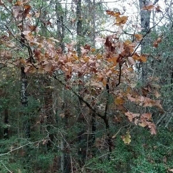 Quercus stellata Habitus