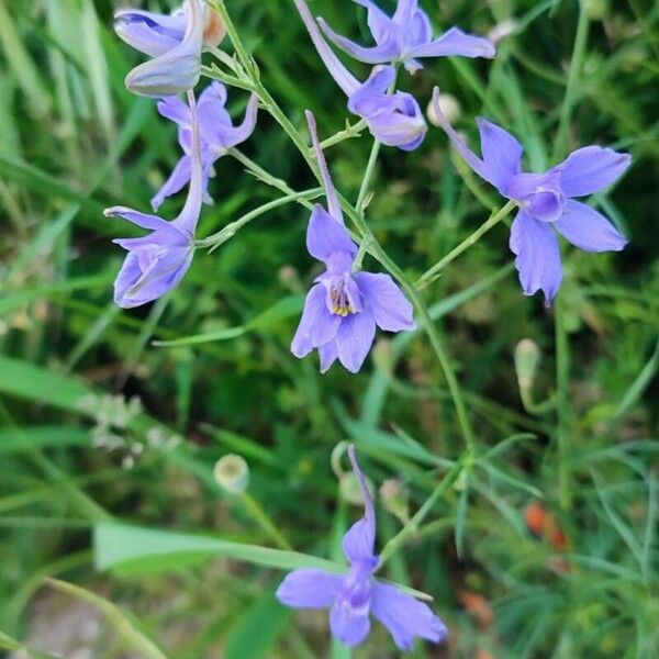 Delphinium consolida Flower