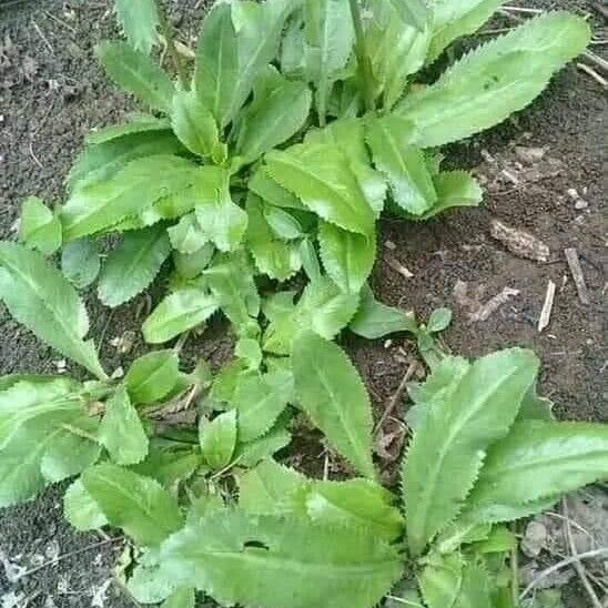 Eryngium foetidum পাতা