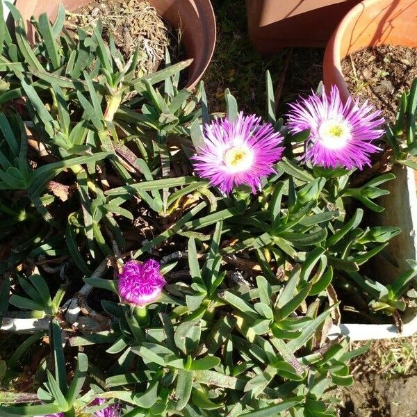 Carpobrotus edulis Leaf