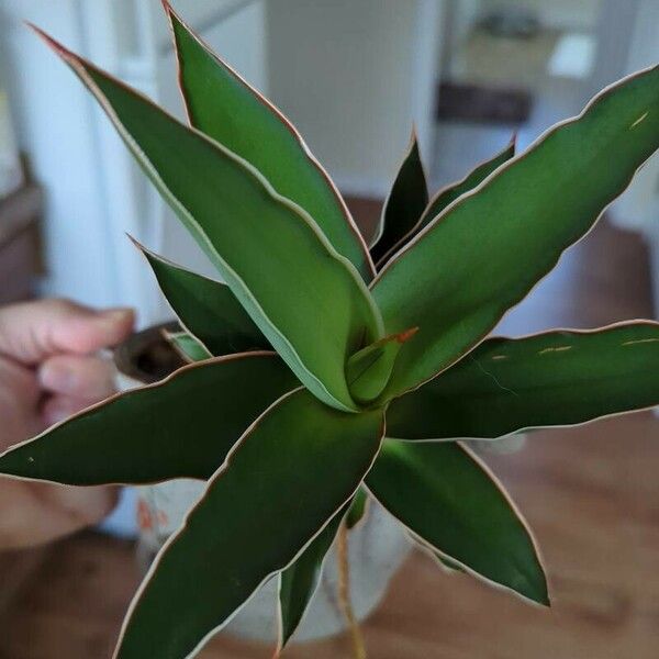 Dracaena hanningtonii Blad