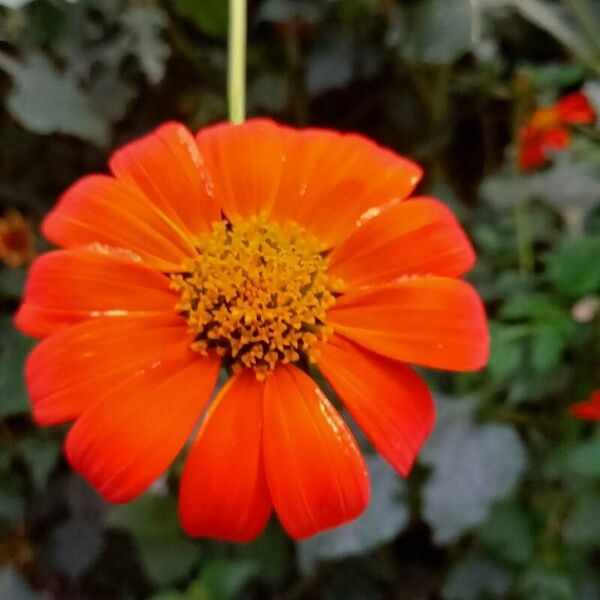 Tithonia rotundifolia Квітка