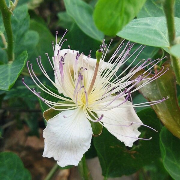 Capparis spinosa फूल
