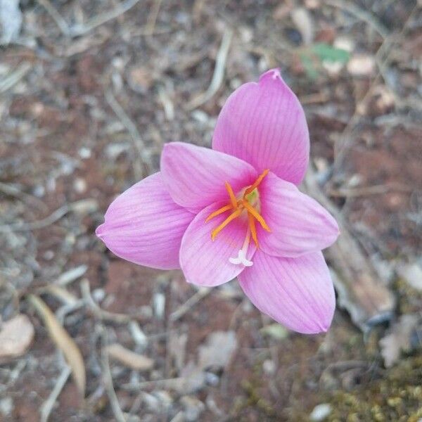 Zephyranthes carinata Квітка