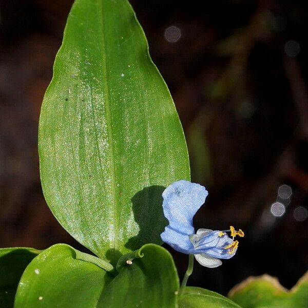 Commelina virginica Leaf