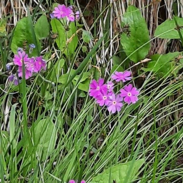 Primula farinosa Virág