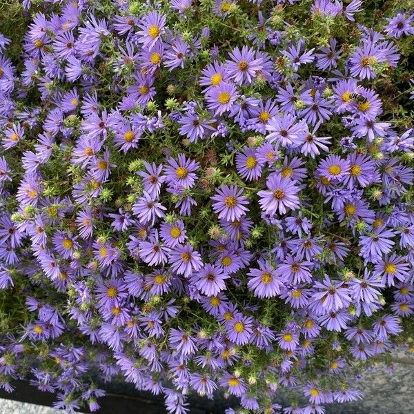 Symphyotrichum oblongifolium फूल