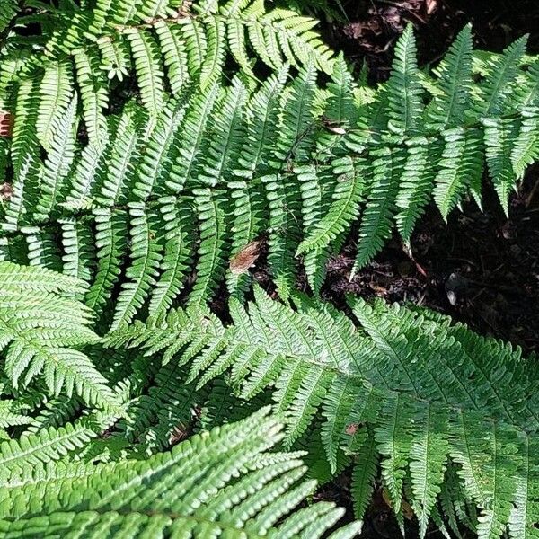 Dryopteris wallichiana Folha