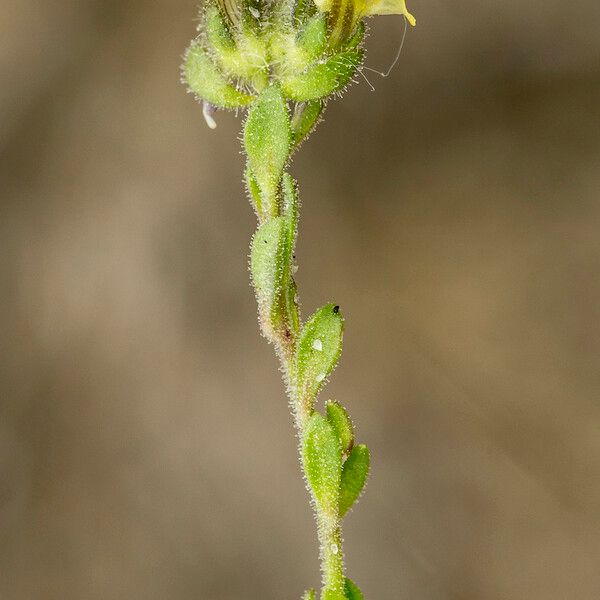 Linaria arenaria Other