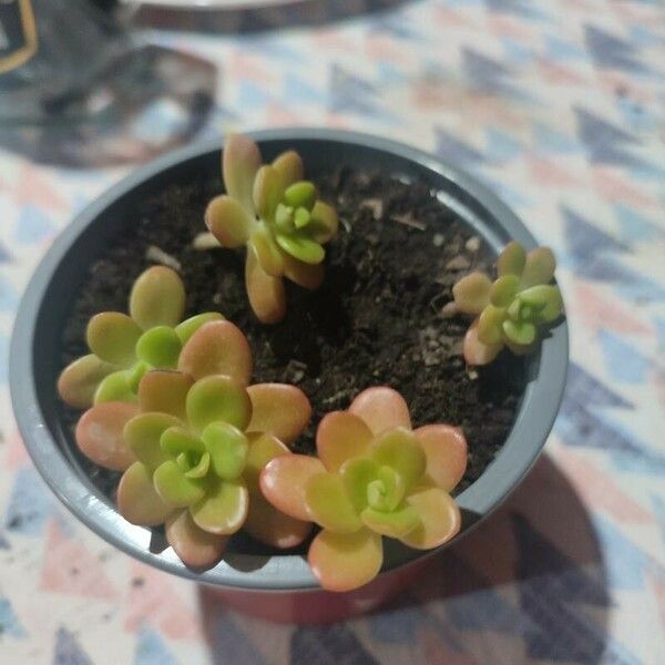 Sedum kimnachii List