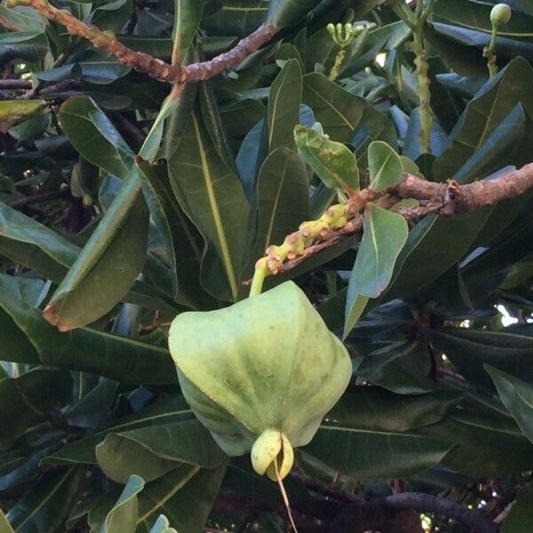 Barringtonia asiatica Fruit