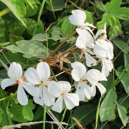 Pelargonium multibracteatum Flower