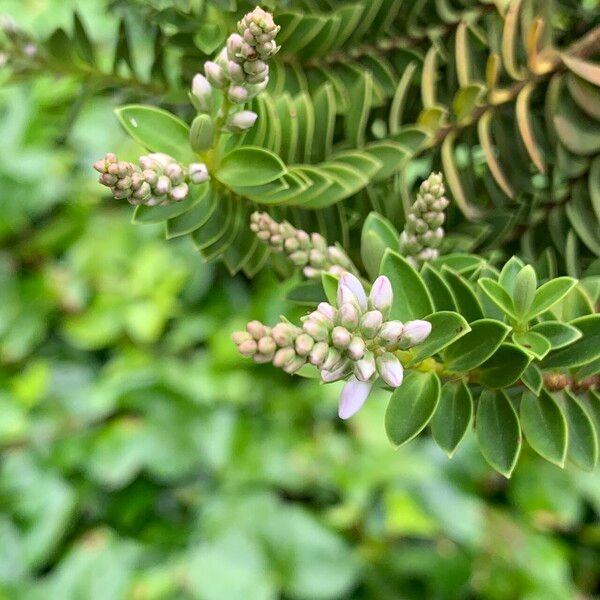 Veronica brachysiphon Flower