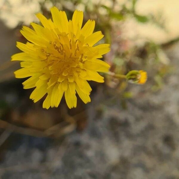 Sonchus tenerrimus Bloem