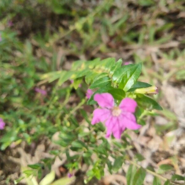 Cuphea hyssopifolia Blomma