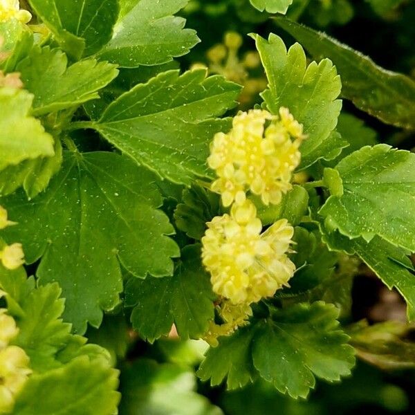 Ribes alpinum Blomst