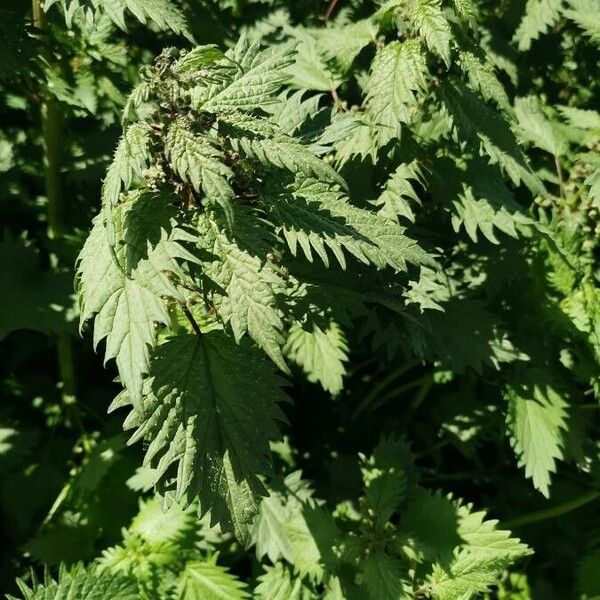 Urtica pilulifera Leaf