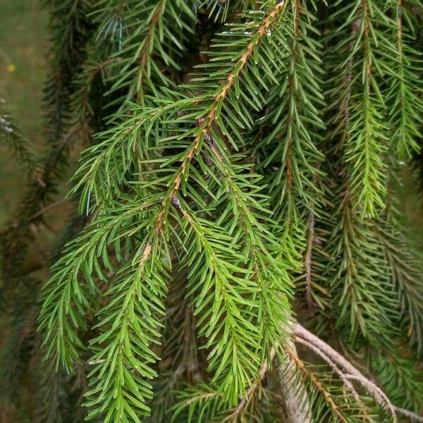 Picea brachytyla পাতা