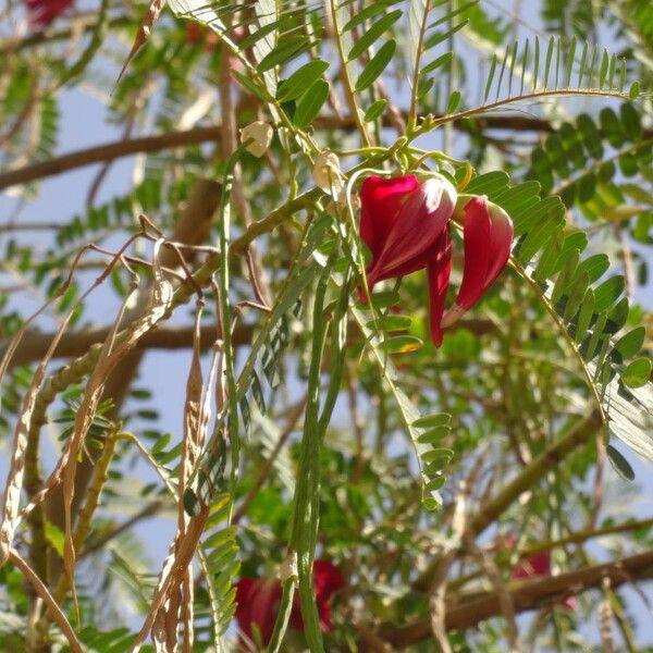 Sesbania grandiflora Квітка