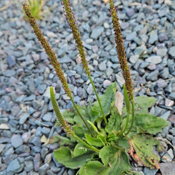 Plantago major Hábitos