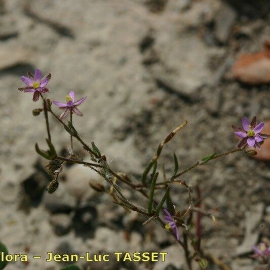 Spergularia diandra Blomma