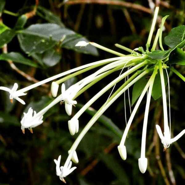 Posoqueria latifolia Flower