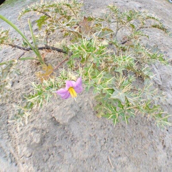 Solanum virginianum Blomma