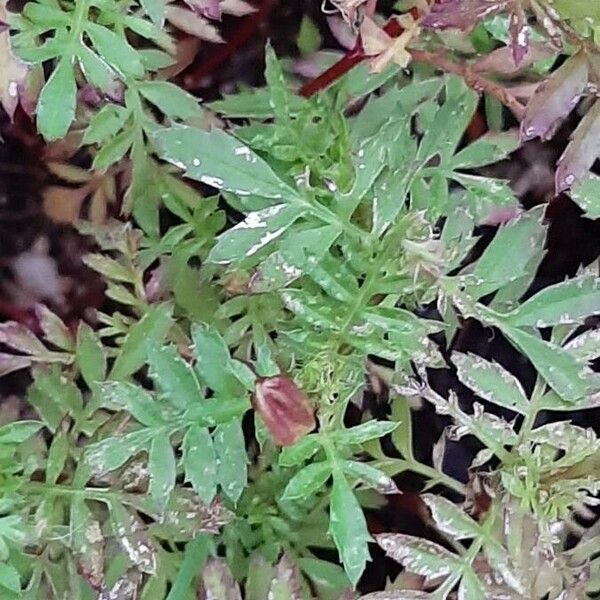 Tagetes patula Folha